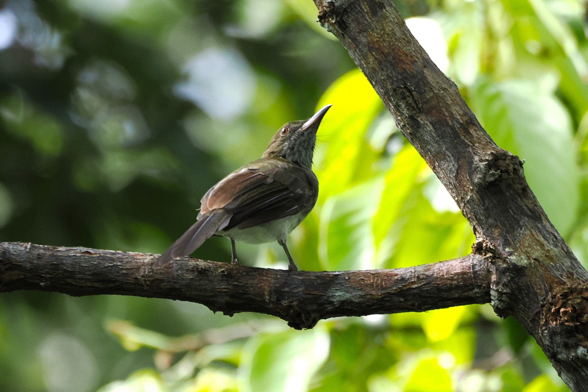 Streaked Bulbul - ML645835338