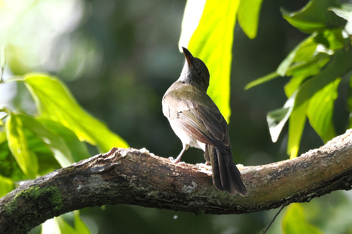 Streaked Bulbul - ML645835339