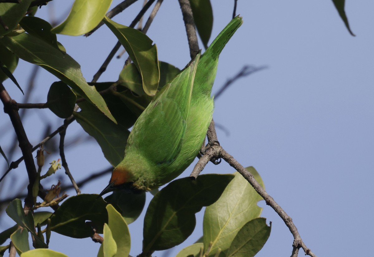 Golden-fronted Leafbird - ML645835340