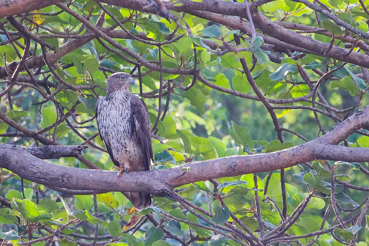 白腹鵰 - ML645835341