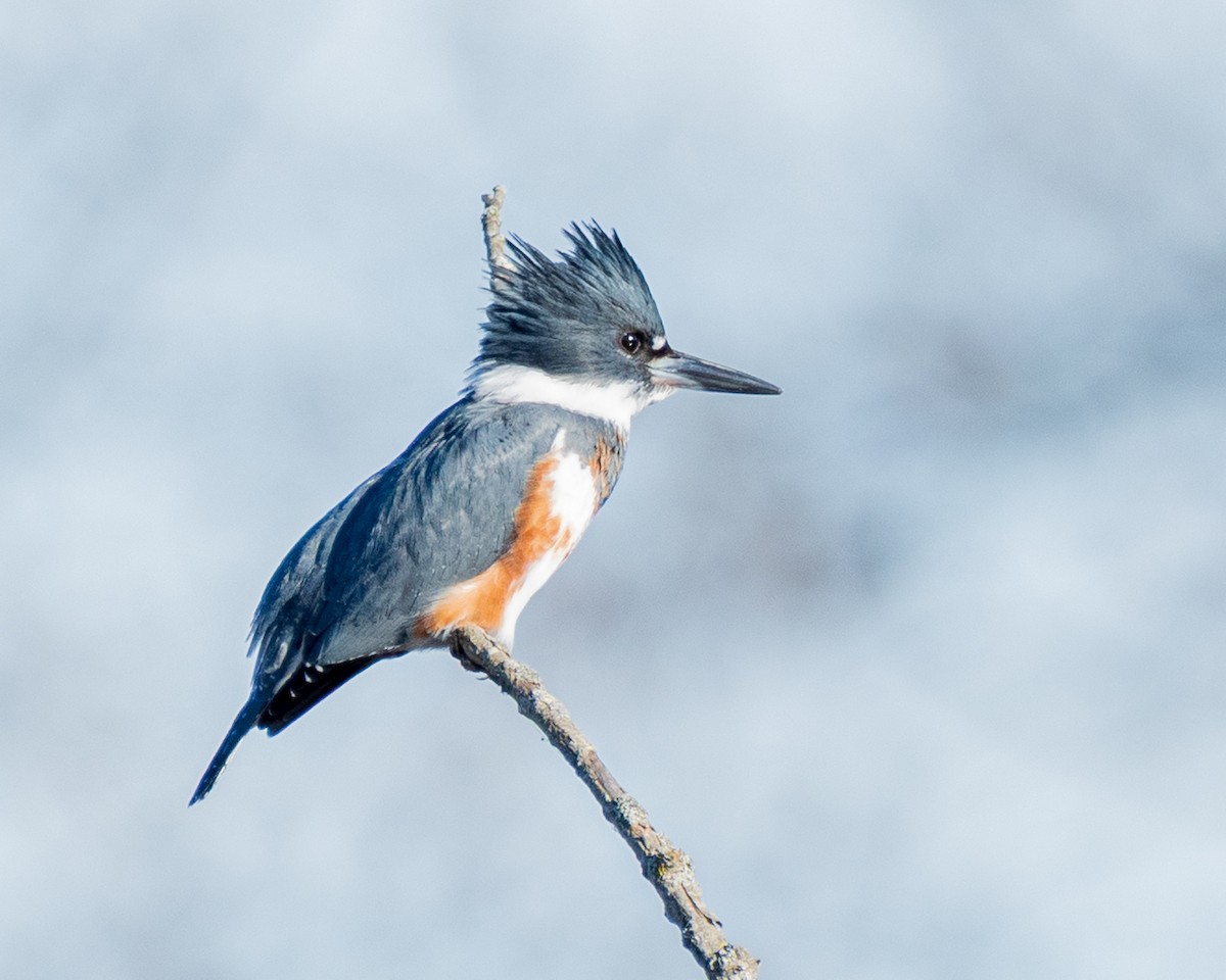 Belted Kingfisher - ML645835342