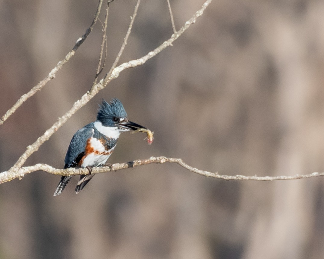 Belted Kingfisher - ML645835343