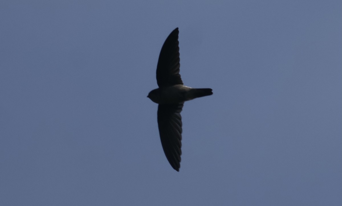 白燕窩金絲燕 - ML645835344