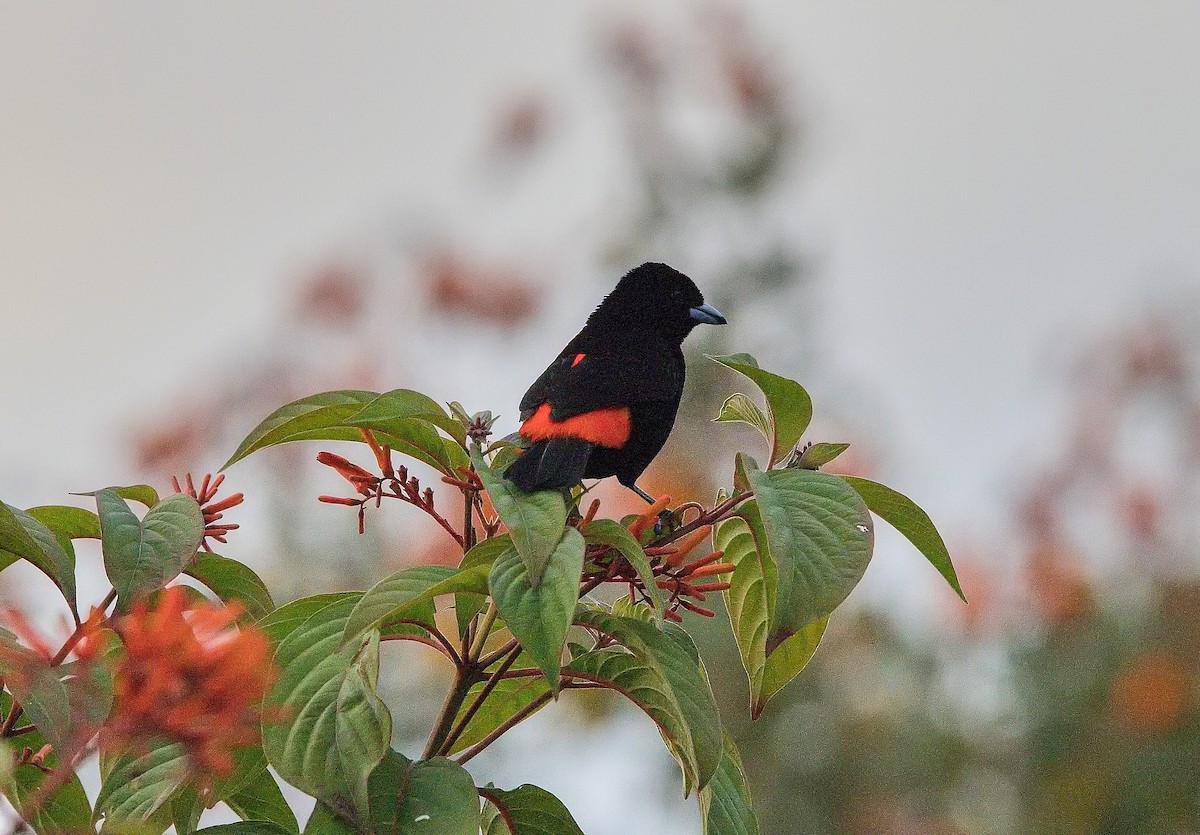 Scarlet-rumped Tanager - ML645835345