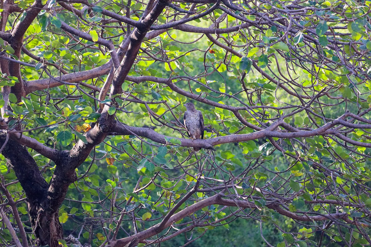 白腹鵰 - ML645835346