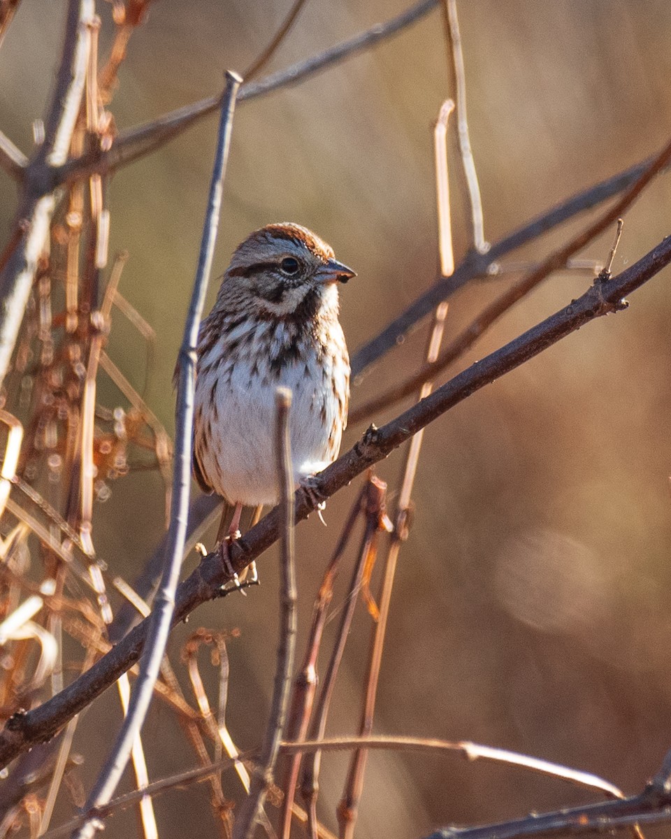 Song Sparrow - ML645835348