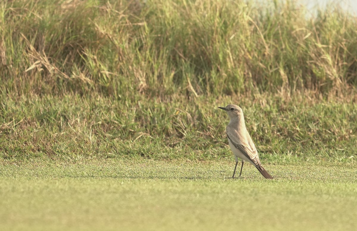 漠䳭 - ML645835350