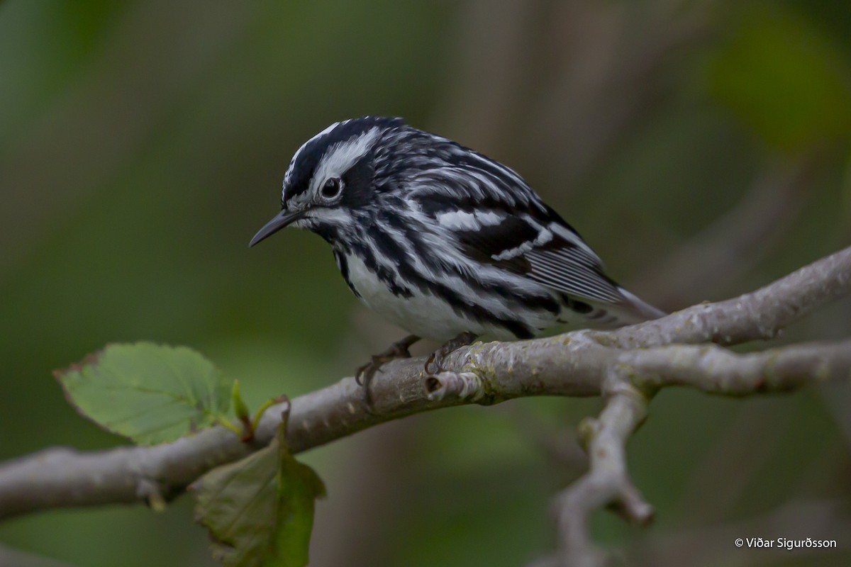 Black-and-white Warbler - ML645835352