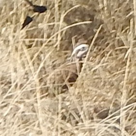 Northern Bobwhite - ML645835353