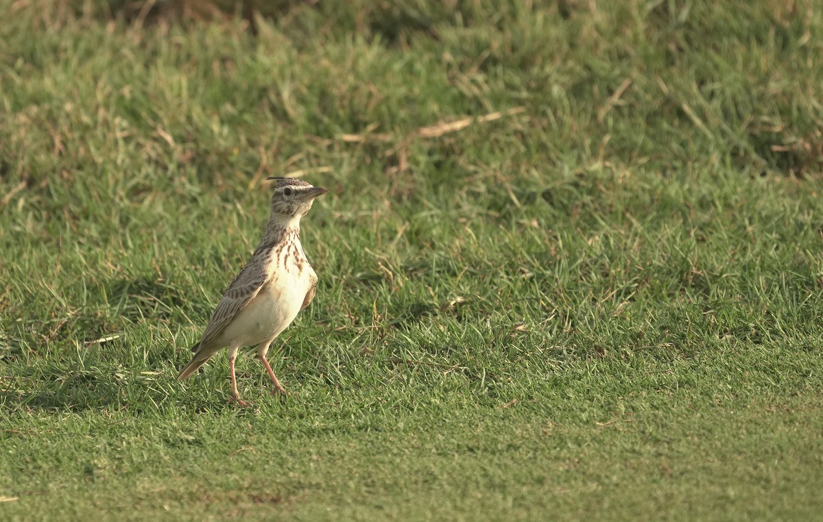 Crested Lark - ML645835355
