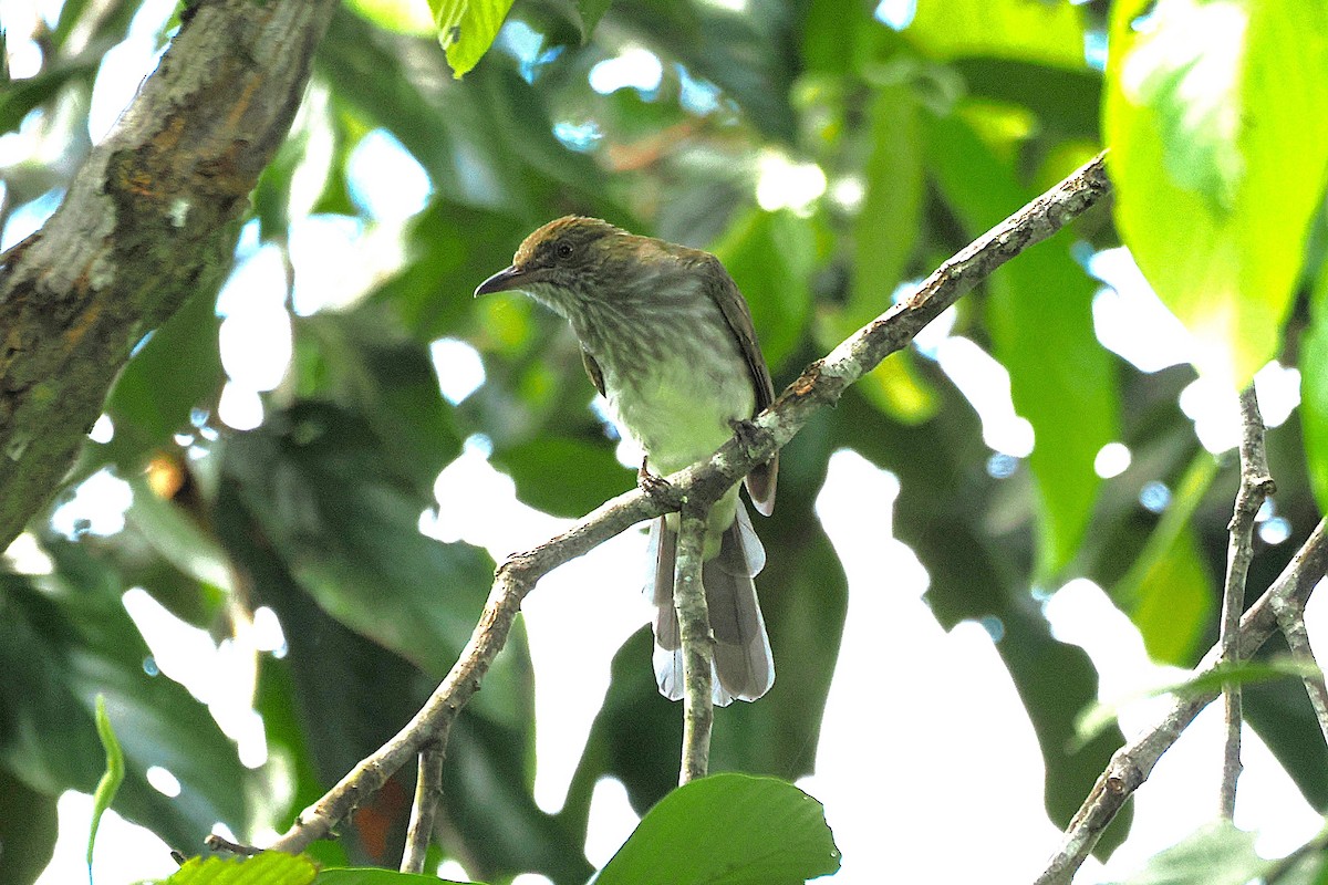 Streaked Bulbul - ML645835356