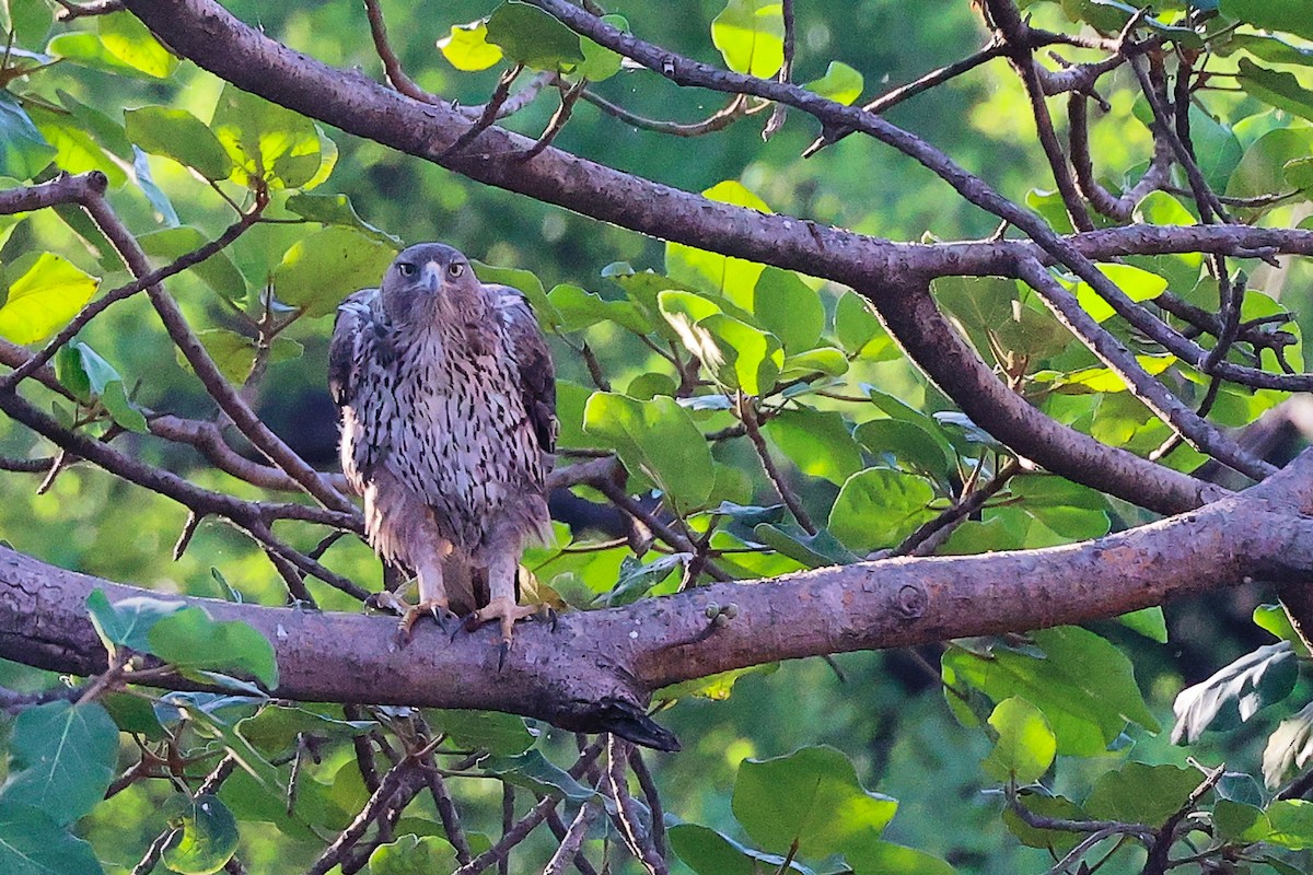 白腹鵰 - ML645835357