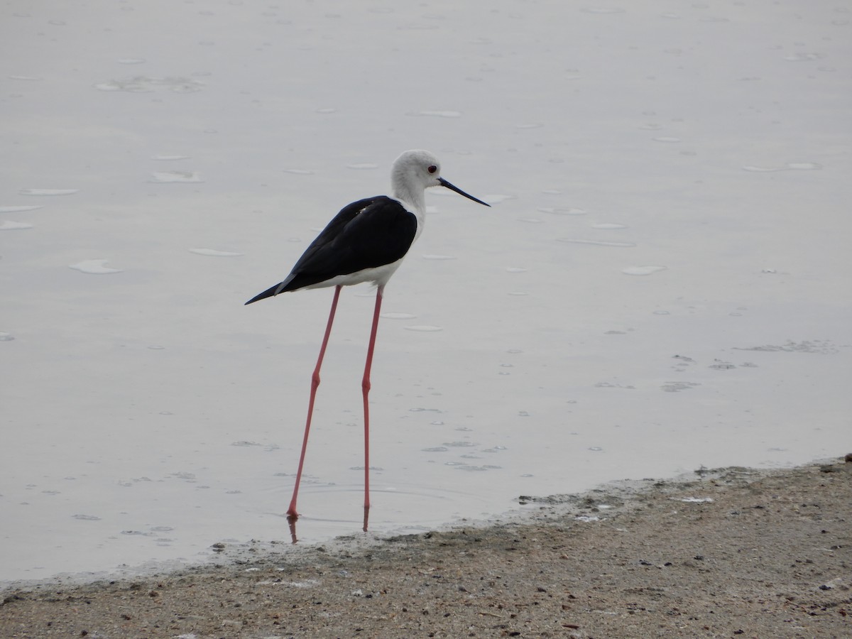 高蹺鴴 - ML645835358