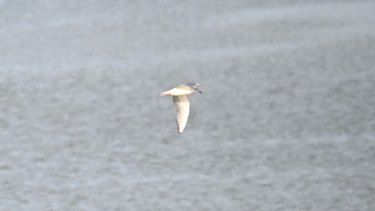 Bonaparte's Gull - ML645835359