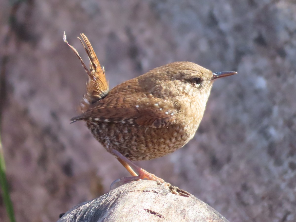Winter Wren - ML645835361