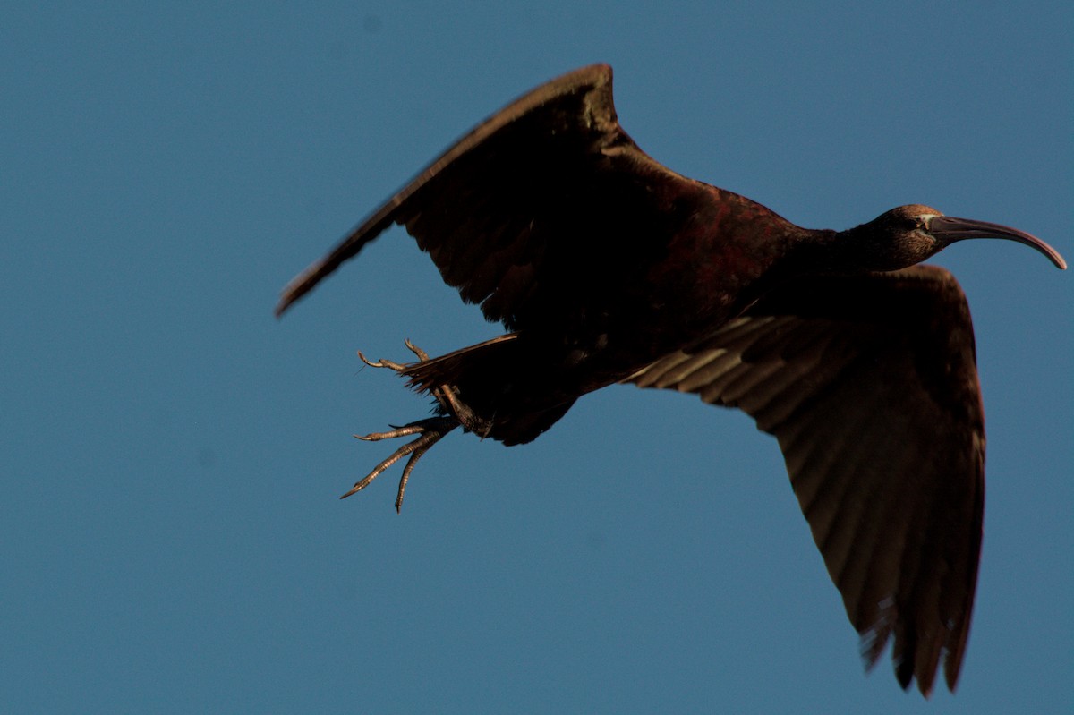 彩䴉 - ML645835362