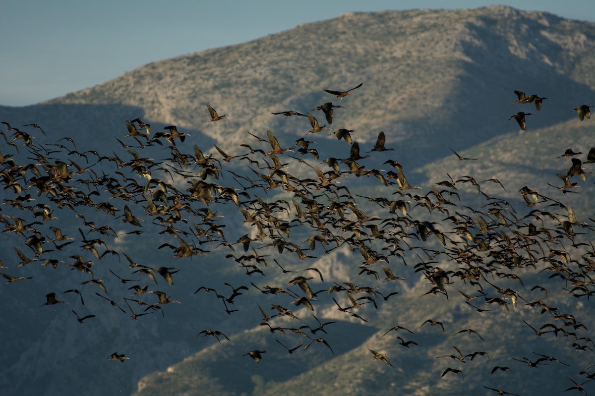 彩䴉 - ML645835363