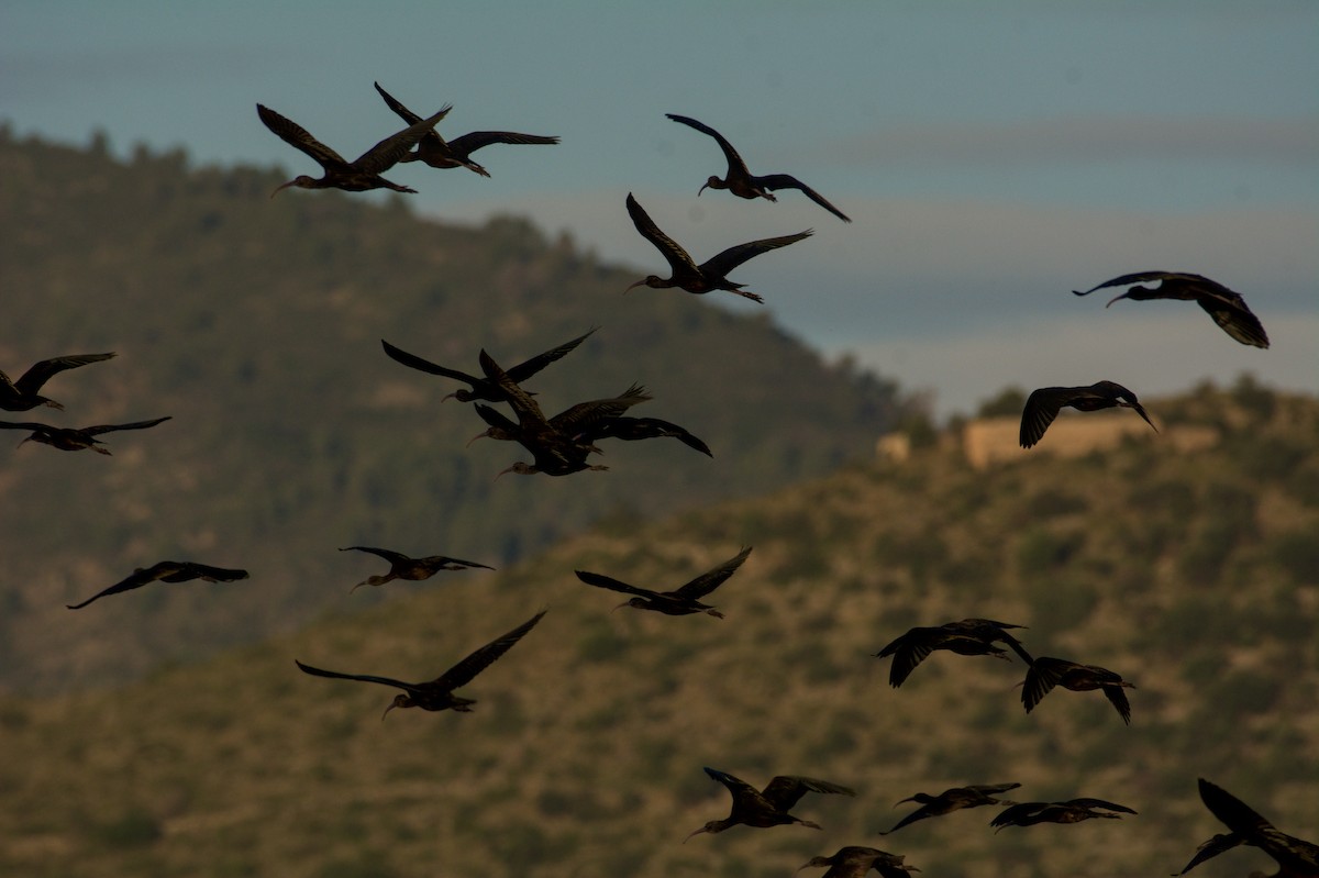 彩䴉 - ML645835364