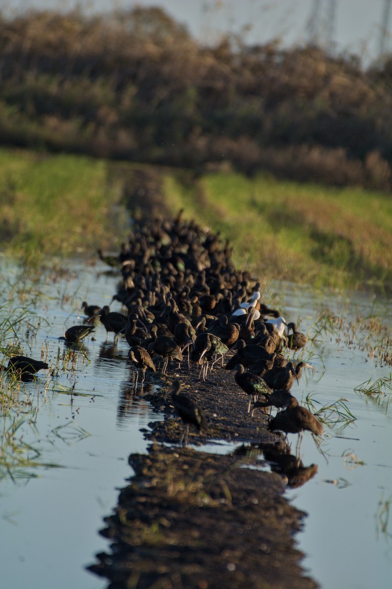 彩䴉 - ML645835365