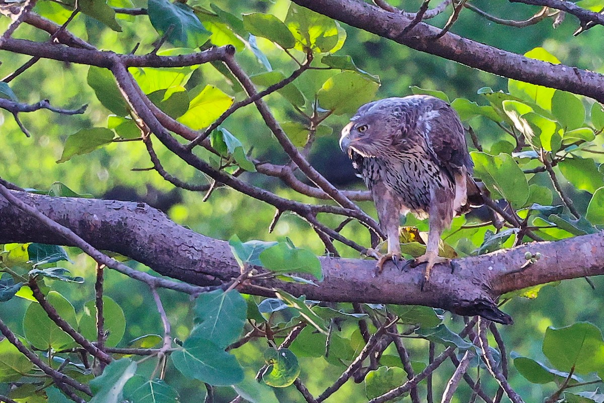 白腹鵰 - ML645835366