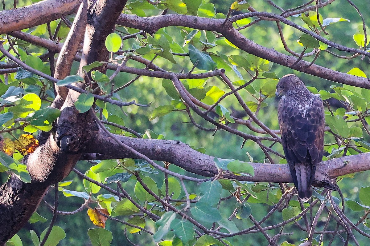 白腹鵰 - ML645835370