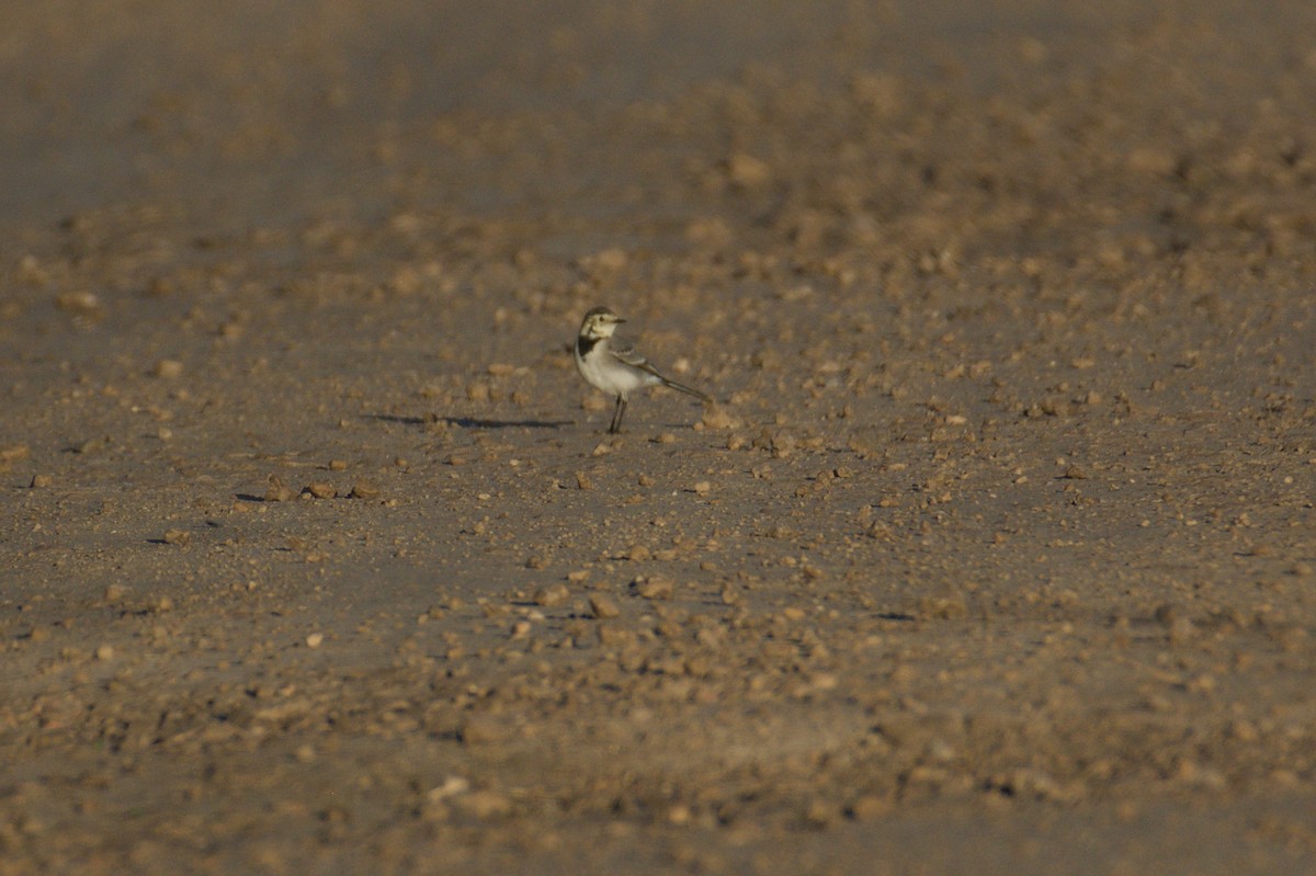 Bergeronnette grise - ML645835371