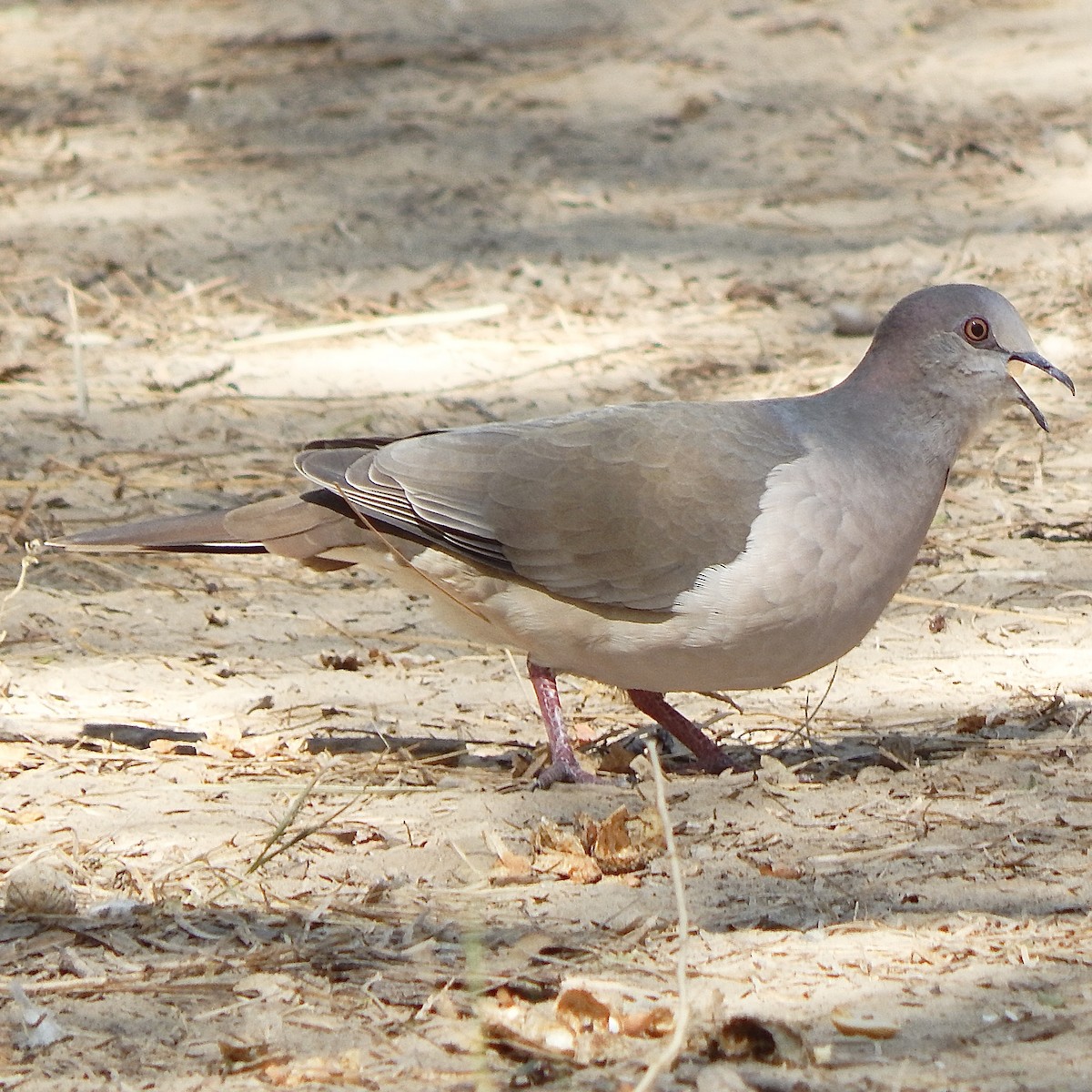 White-tipped Dove - ML645835375