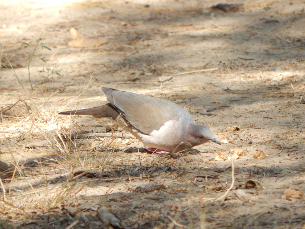 White-tipped Dove - ML645835376