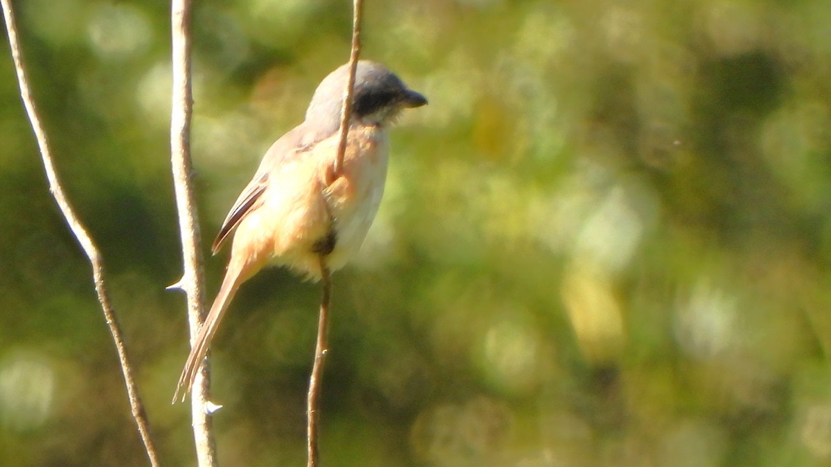 Tibetwürger - ML645835378