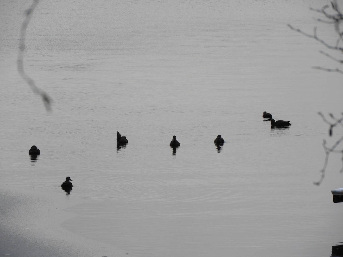 American Black Duck - ML645835383