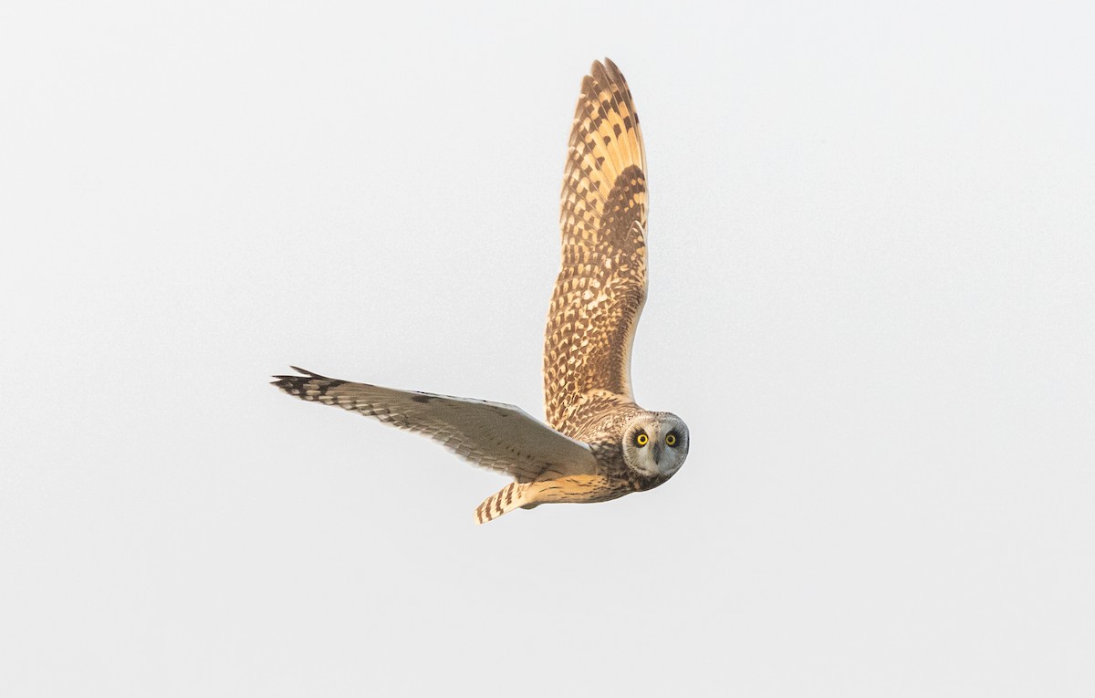 Short-eared Owl - ML645835384