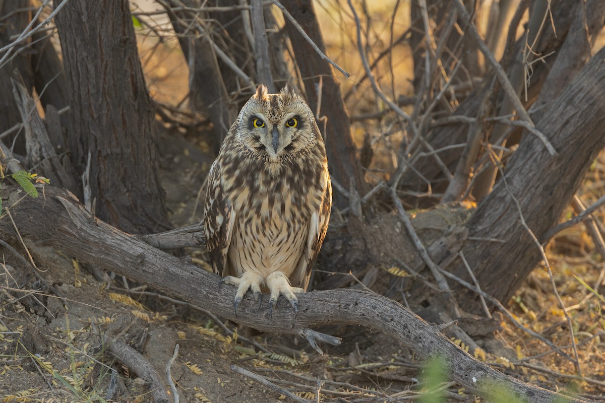 Short-eared Owl - ML645835385