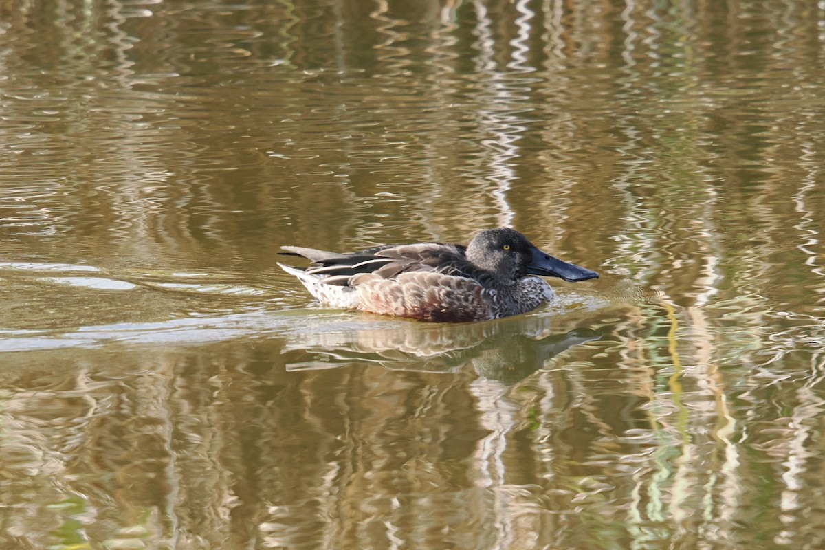 skjeand - ML645835395