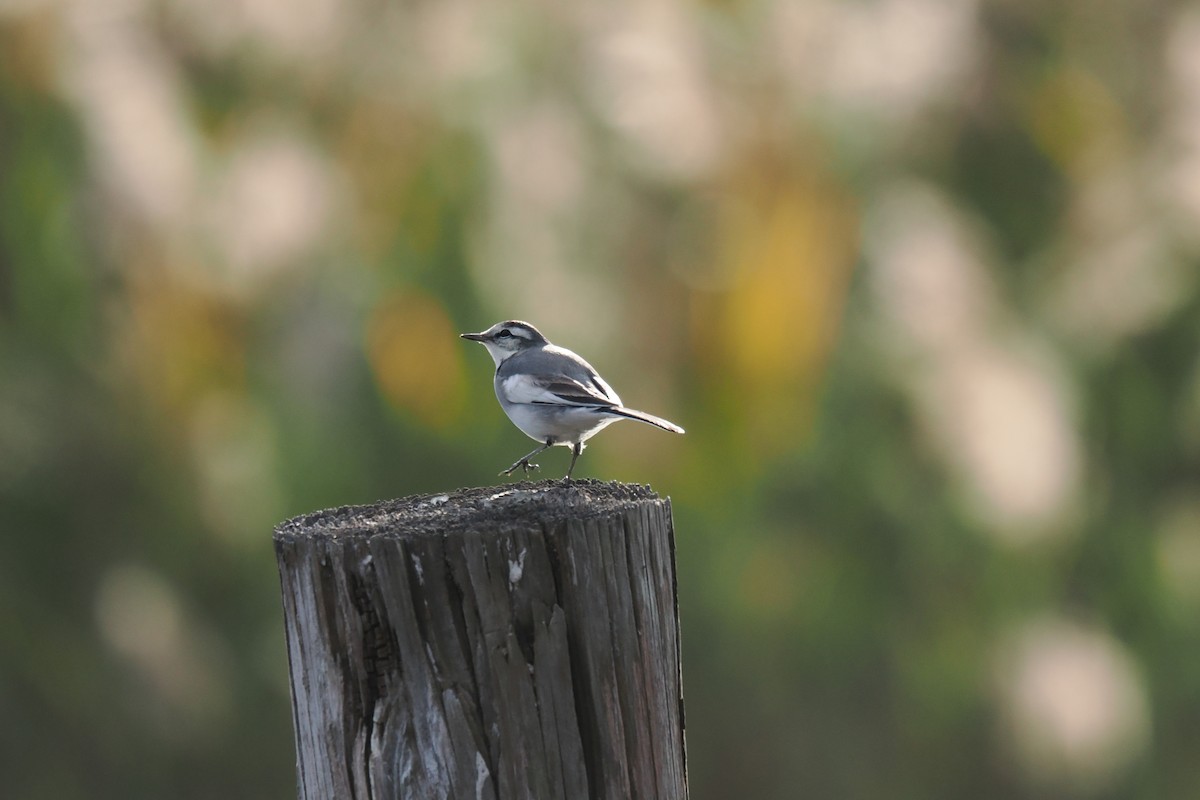 linerle - ML645835397