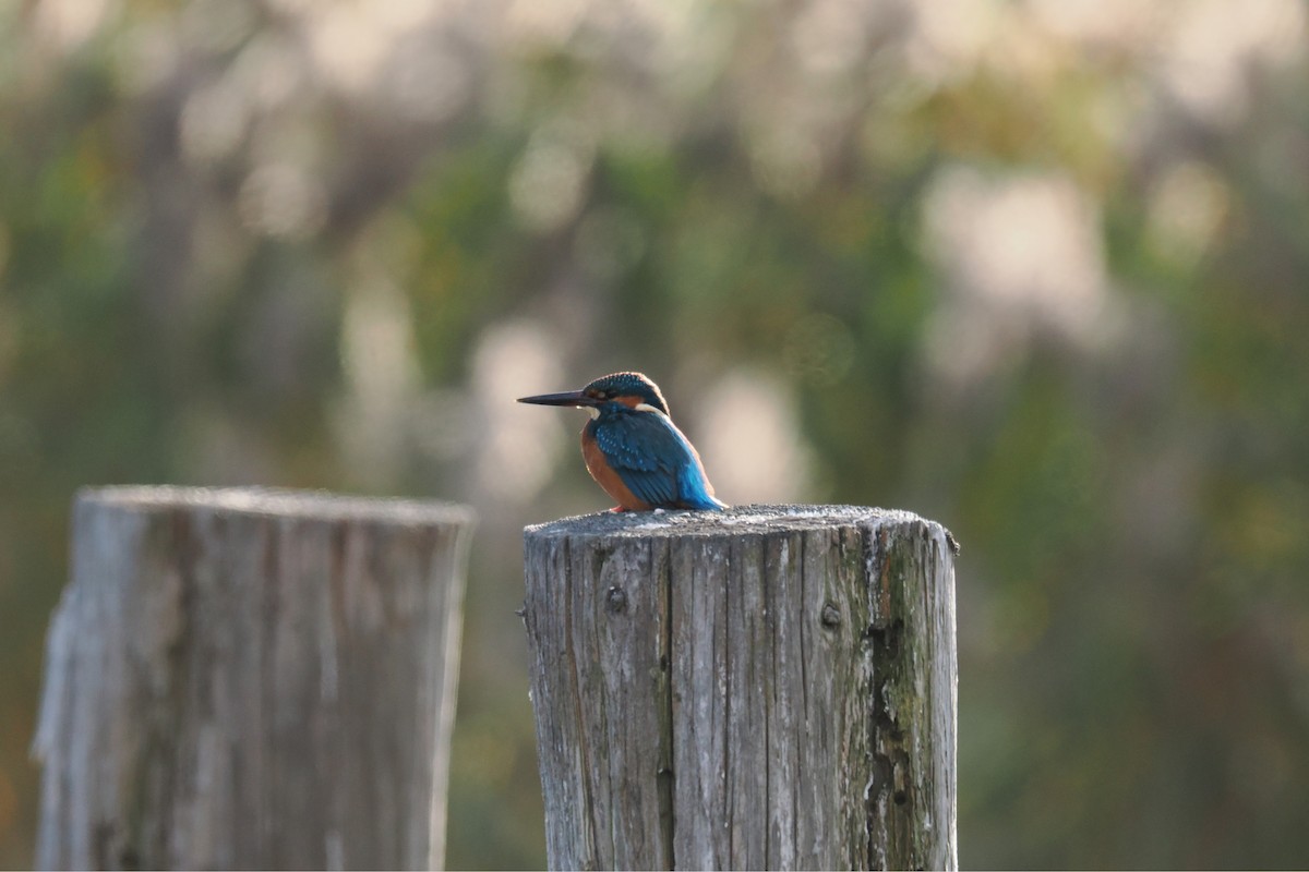 isfugl - ML645835403