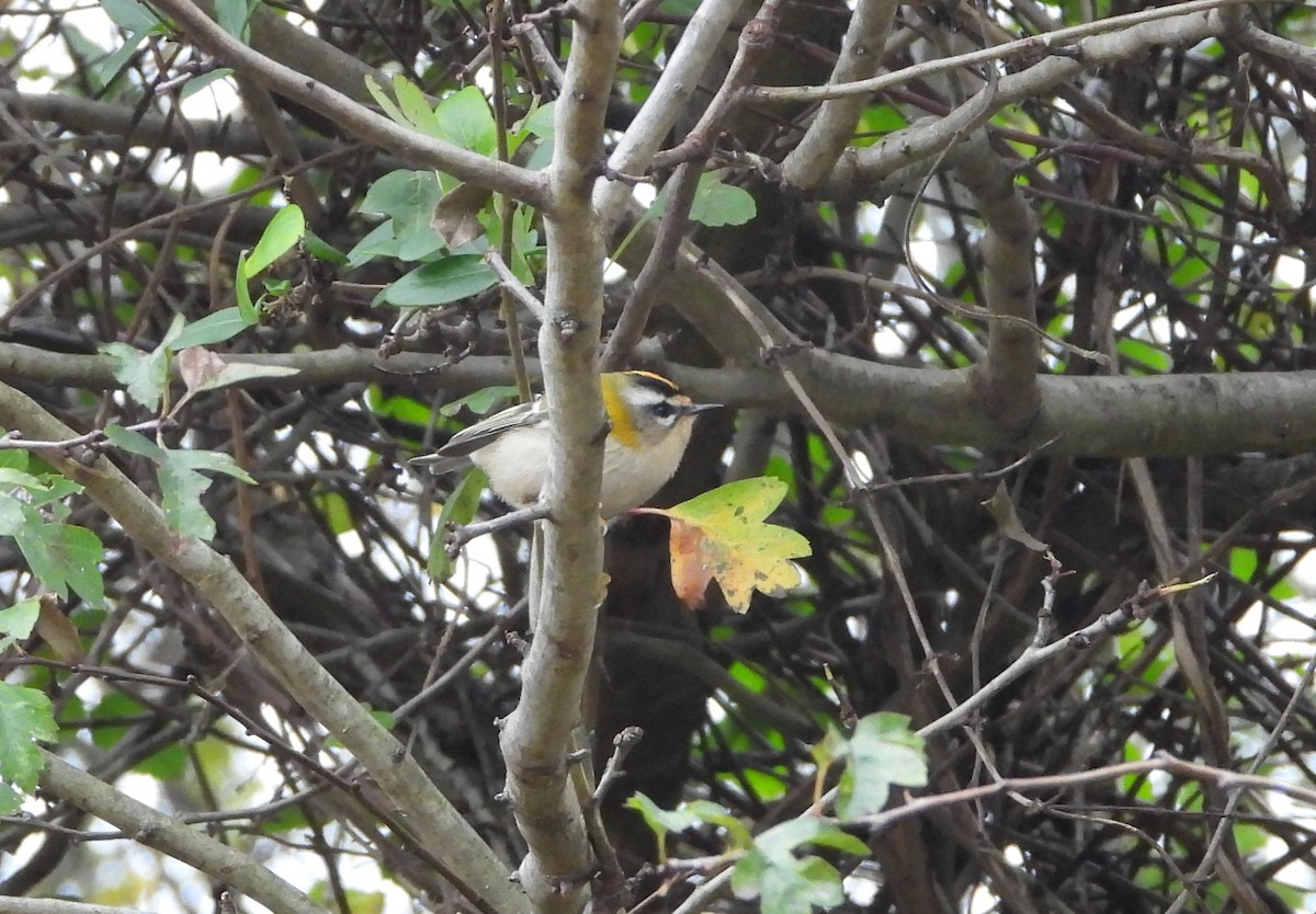 Common Firecrest - ML645835411