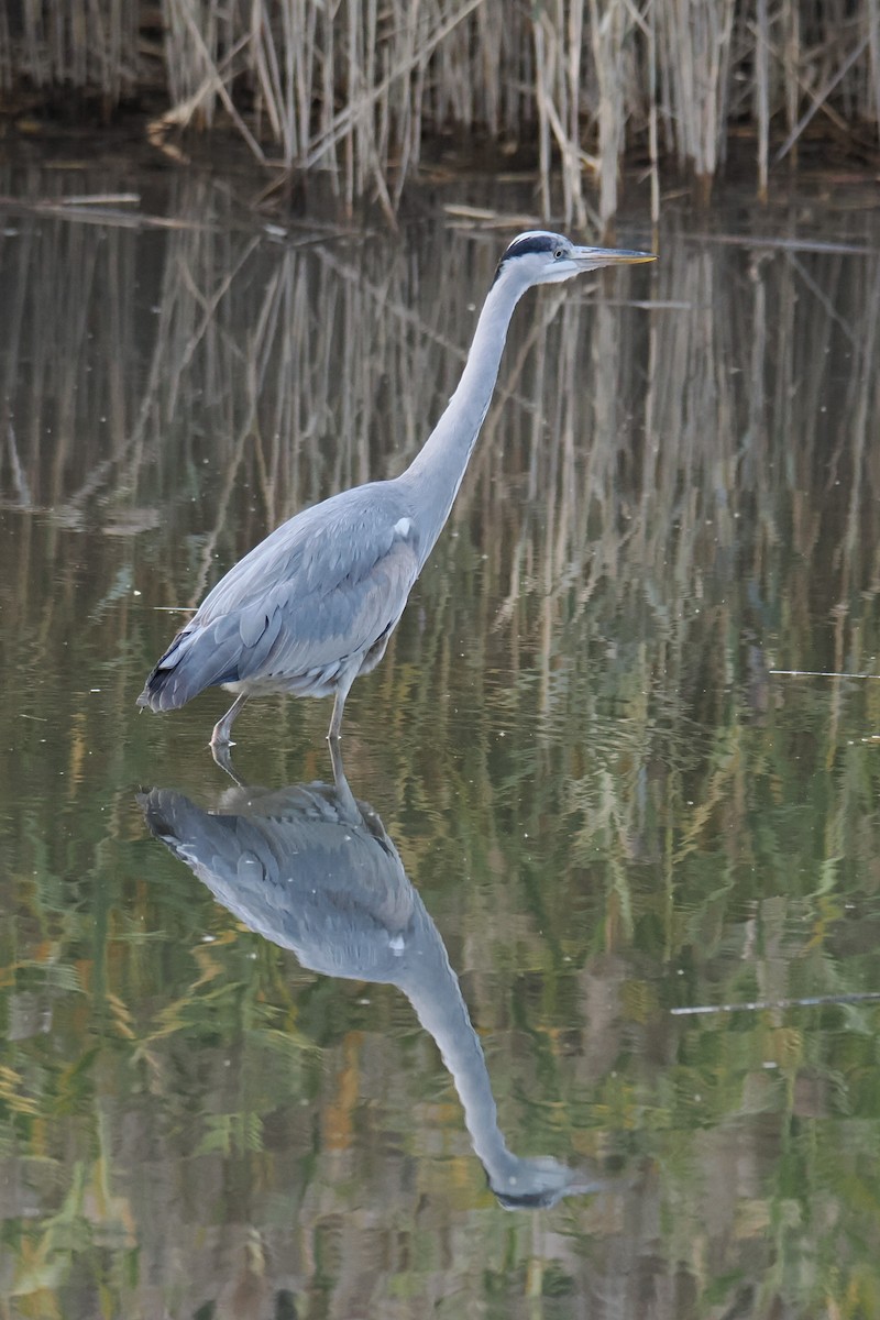 gråhegre - ML645835414