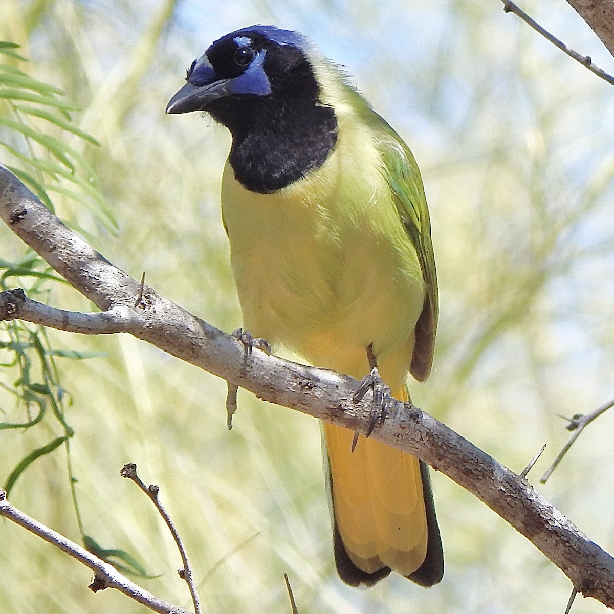 sojka zelenavá - ML645835425