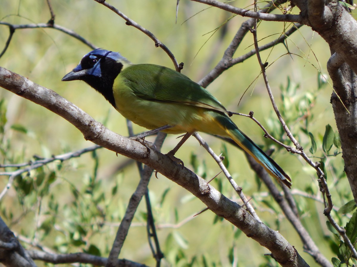 sojka zelenavá - ML645835426