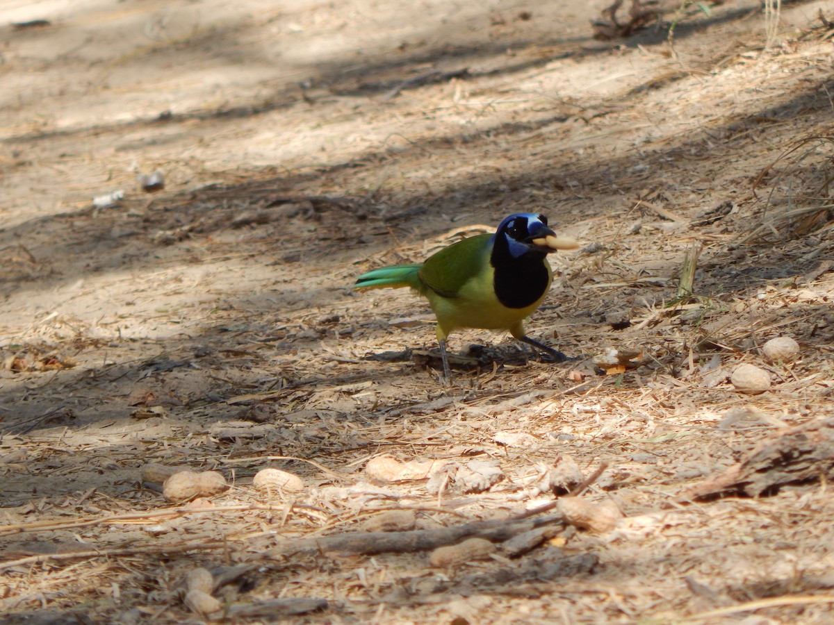 sojka zelenavá - ML645835427