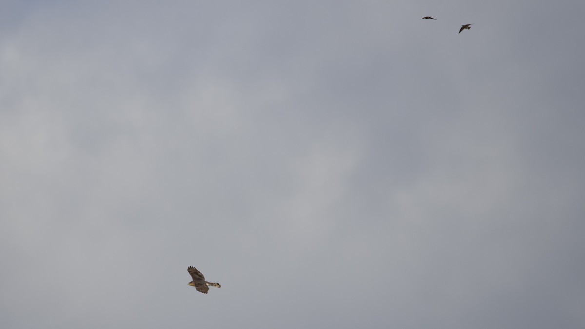 Cooper's Hawk - ML645835430