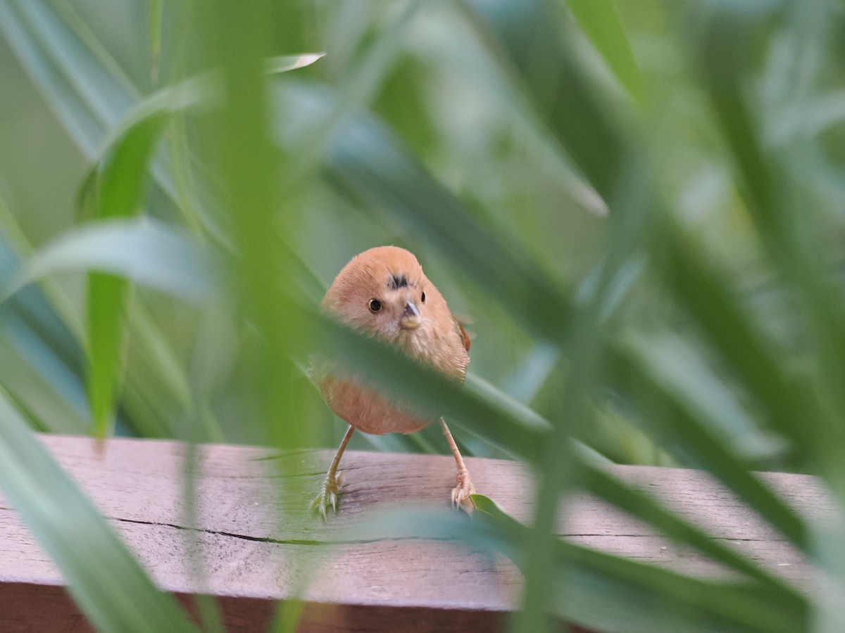 sýkořík vínoprsý - ML645835432