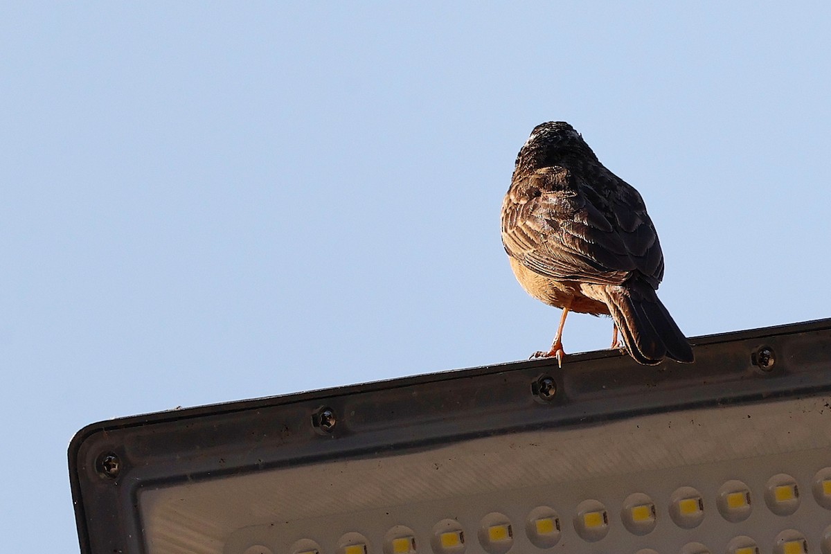 Cinnamon-breasted Bunting - ML645835433