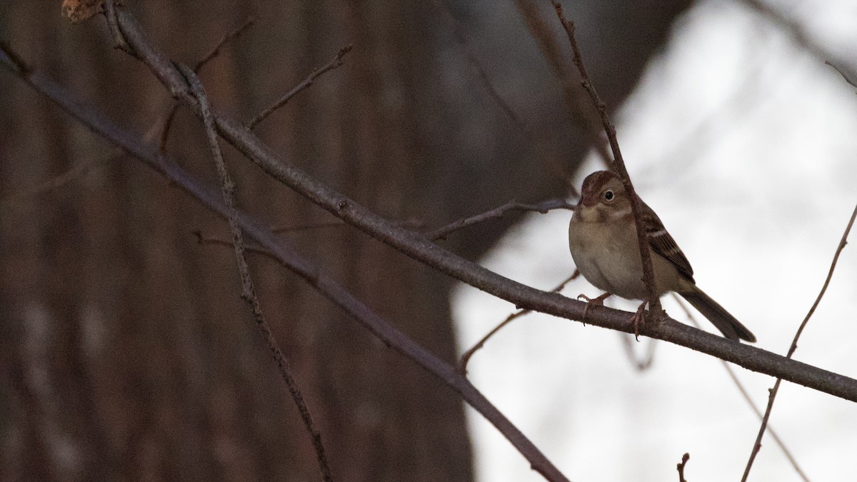 Field Sparrow - ML645835436