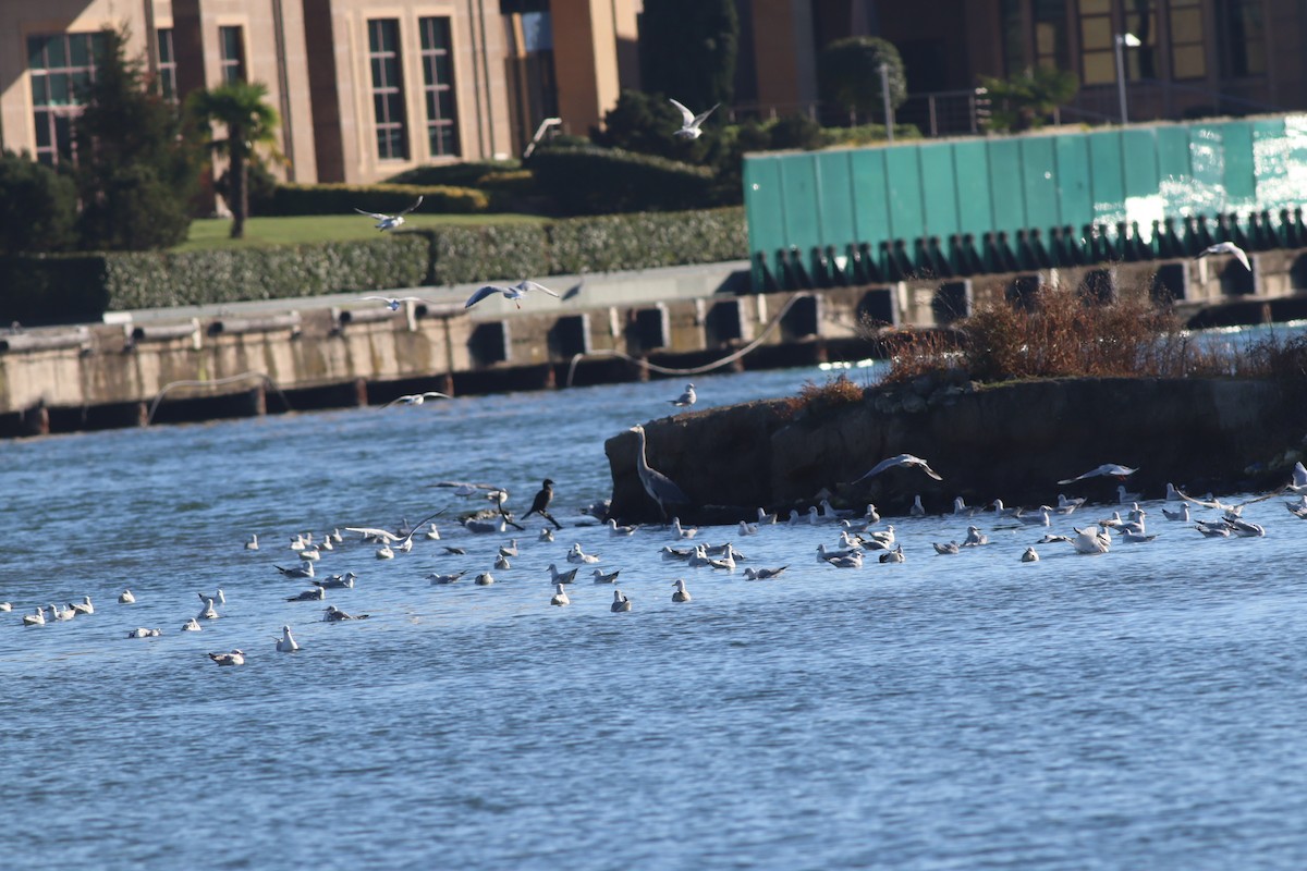 Озёрная чайка - ML645835438