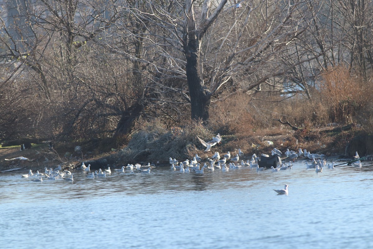 Озёрная чайка - ML645835440