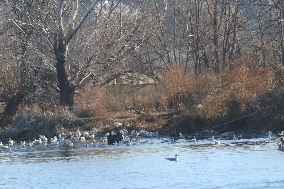 Озёрная чайка - ML645835441