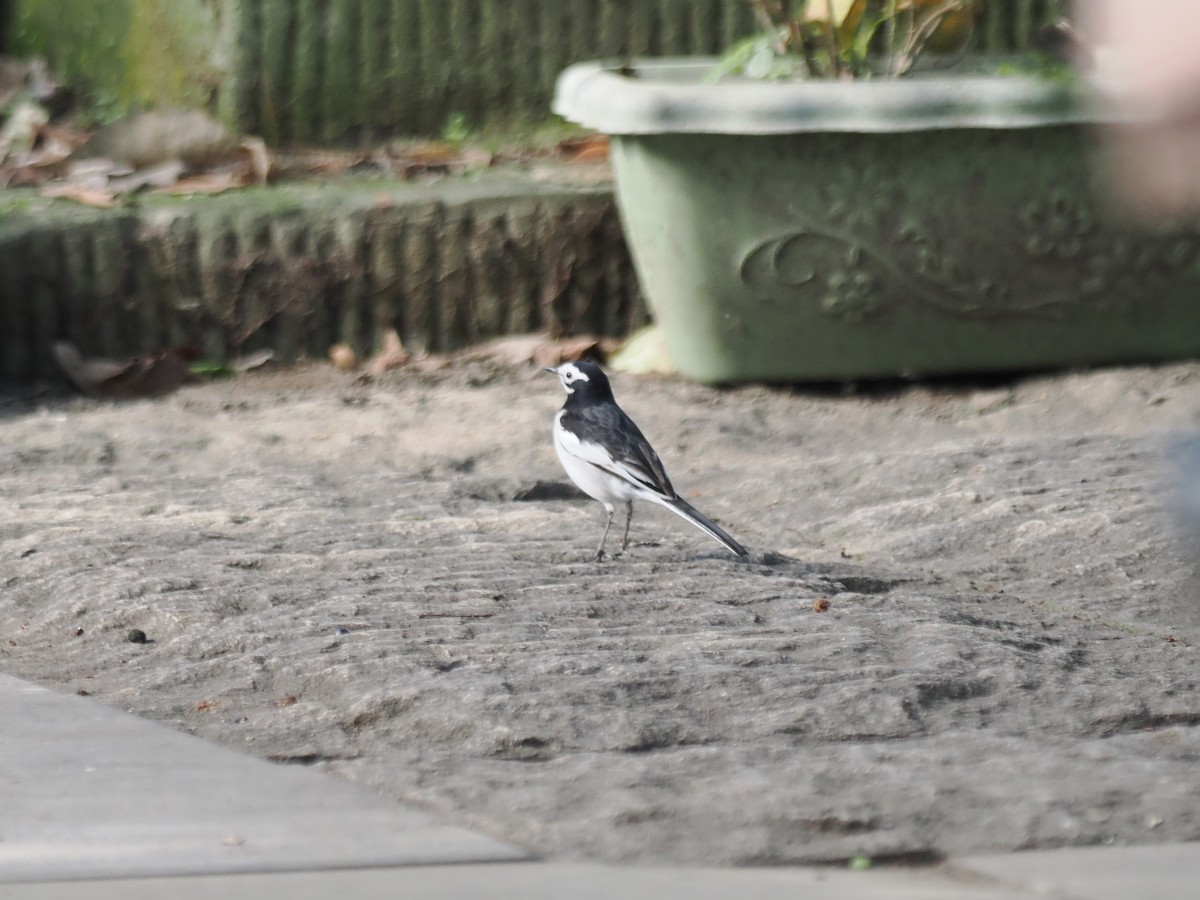 Bergeronnette grise (alboides) - ML645835445