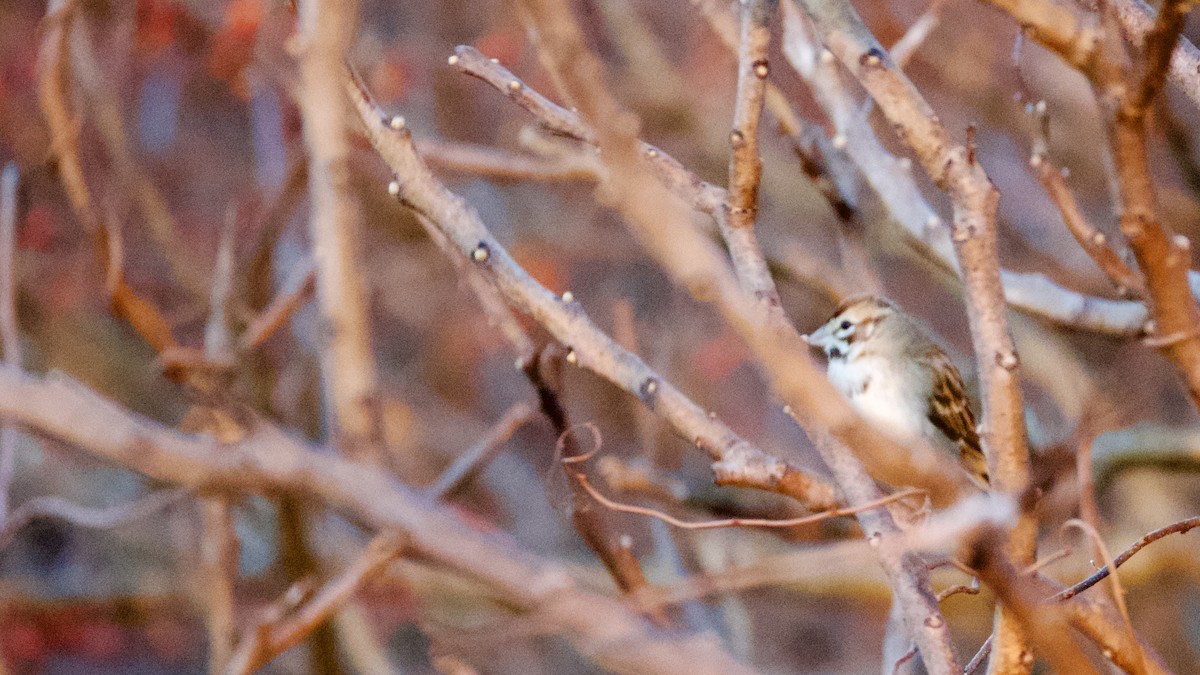 Lark Sparrow - ML645835453