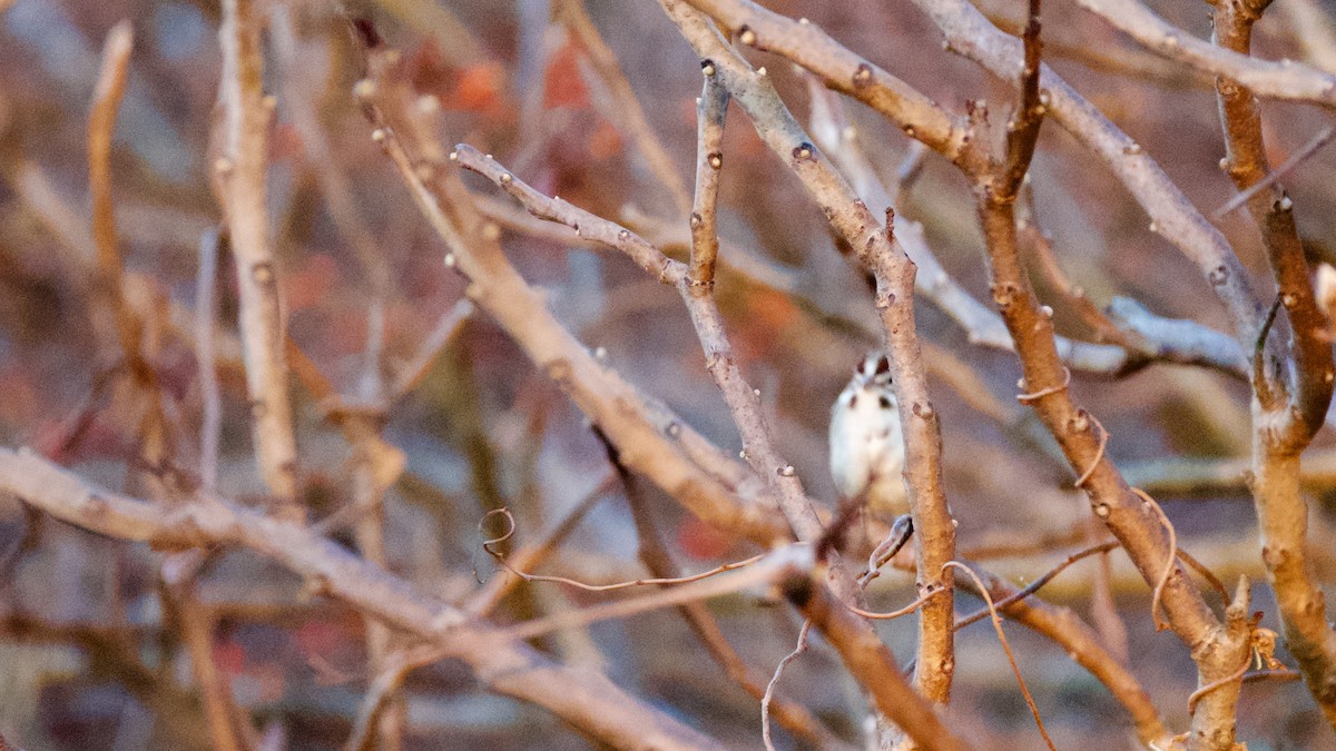 Lark Sparrow - ML645835454